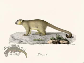 Cuvier 378 Female Lotto